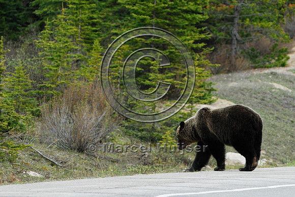 Grizzly bear (Ursus arctos) crossing road with traffic, AB