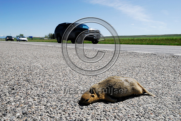 Uinta ground squirrel (Spermophilus armatus) roadkill, MT