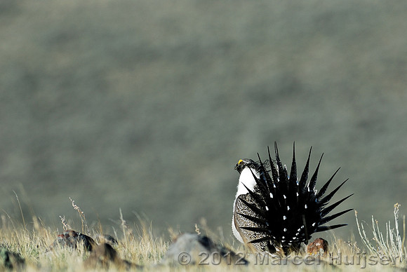 Male sage grouse (Centrocercus urophasianus) in a lek and displaying, near Bannack, Montana, USA