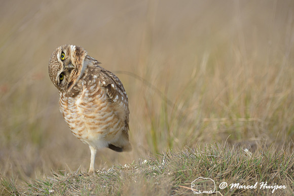 Burrowing owl (Athene cunicularia), Estação Experimental e a Estação Ecológica de Itirapina, São Paulo, Brazil