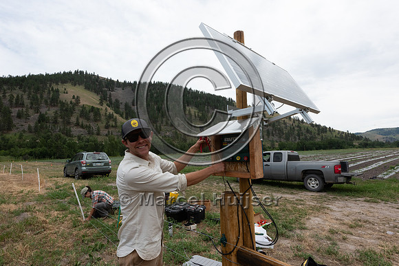 Installing electric fence and gates at a melon field to keep bla