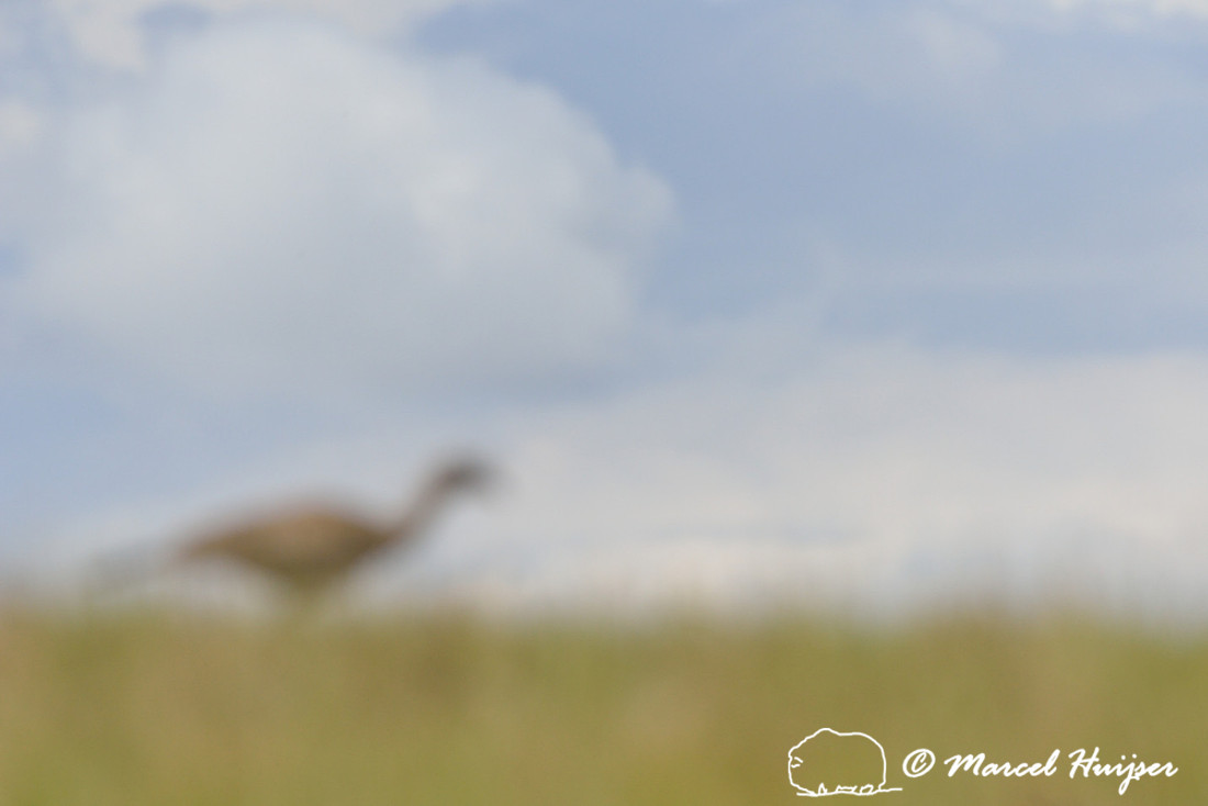 Creative image of red-legged seriema or crested cariama (Cariama cristata), Parque Nacional da Serra da Canastra, Minas Gerais, Brazil
