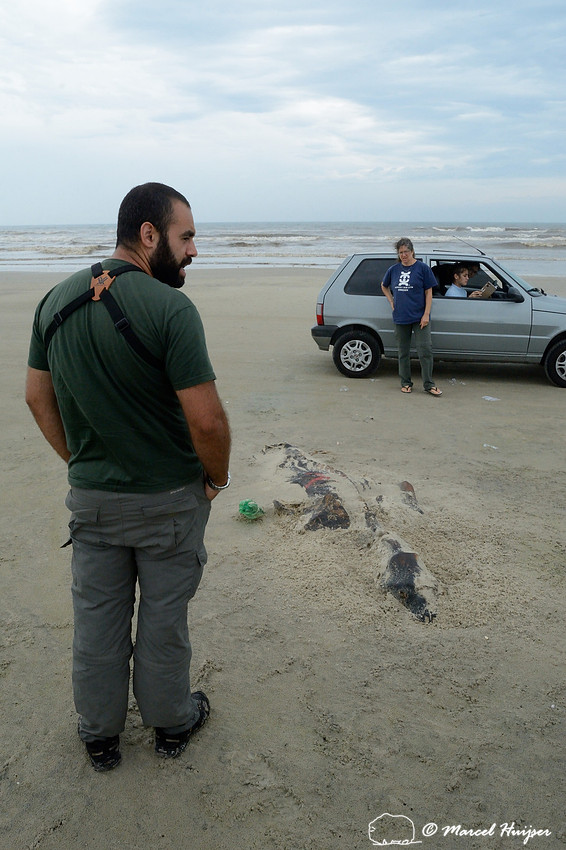 Inspecting a dead sea lion on beach, Parque Nacional da Lagoa do Peixe, Rio Grande do Sul, Brazil