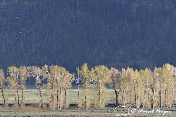 Cottonwoods leafing out, Lamar Valley, Yellowstone National Park, Wyoming, USA