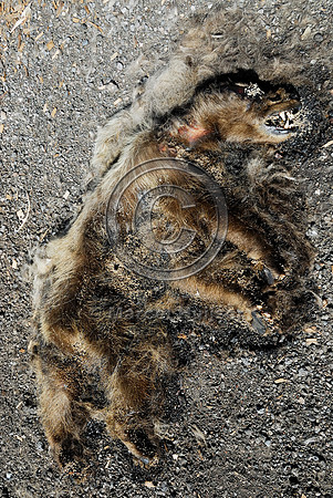 Black bear (Ursus americanus) roadkill at wildlife composting facility, Montana
