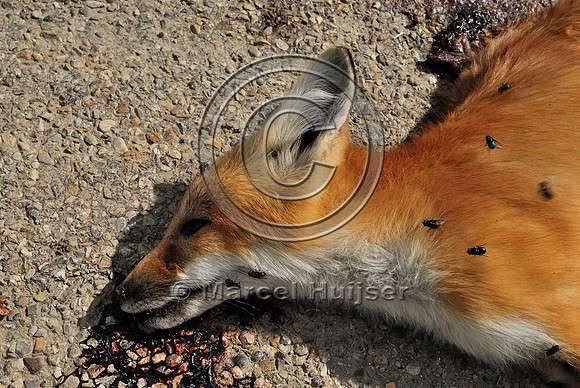 Red fox (Vulpes vulpes) kit roadkill, Montana, USA