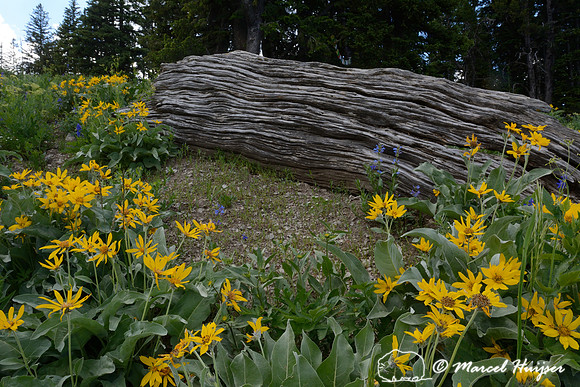 Arrowleaf balsamroot (Balsamorhiza sagittata), on ridge south of Teton Pass, Wyomimng, USA