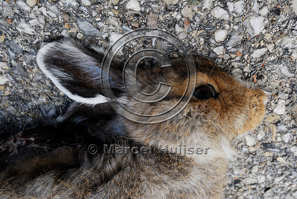 Snowshoe hare (Lepus americanus) roadkill, Saskatchewan River Crossing, AB