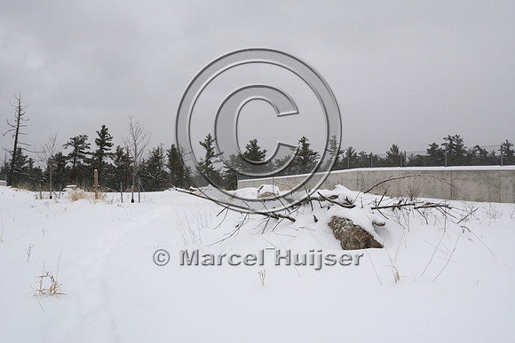 Top of wildlife overpass with cover (tree branches and rocks), Hwy 69, Ontario, Canada