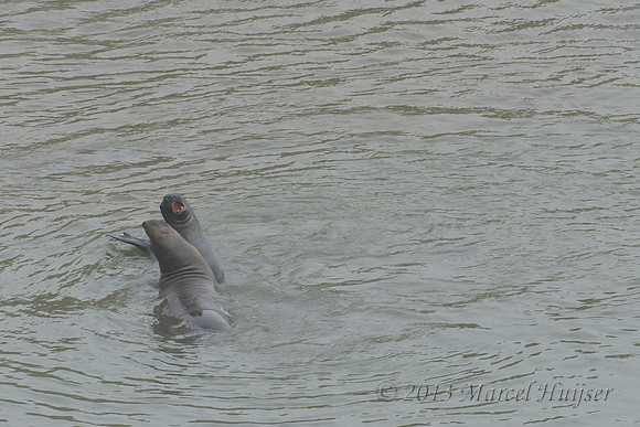 Northern elephant seal (Mirounga angustirostris) bulls fighting, Point Reyes National Seashore, California, USA