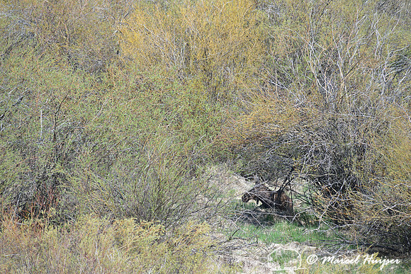 Moose (Alces alces) bedded down in willows, Montana, USA
