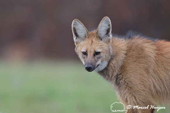 Maned wolf (Chrysocyon brachyurus), Parque Nacional da Serra da Canastra, Minas Gerais, Brazil