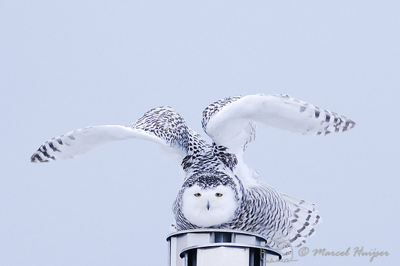 Snowy Owl (Bubo scandiacus), Montana, USA