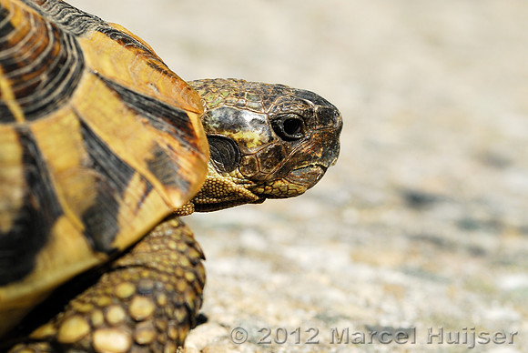 Spur-thighed tortoise (Testuda graeca), Bulgaria