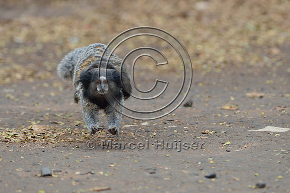 Black-pencilled marmoset (Callithrix penicillata) with baby running across street right under canopy crossing, ESALQ campus, Piracicaba, São Paulo, Brazil