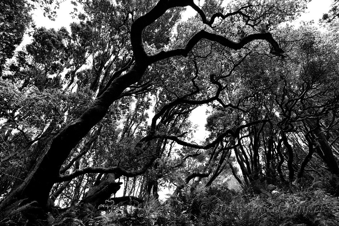 Coastal forest, Tomales Bay State Park, Point Reyes National Seashore, California, USA