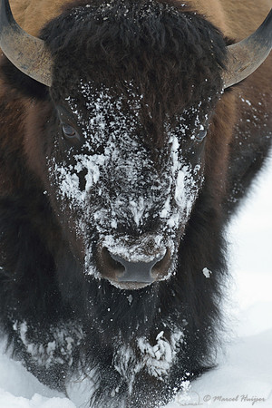Snow covered bison (Bison bison) head, Wyoming, USA