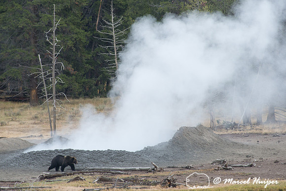 Grizzly bear (Ursus arctos) and geyser,  Wyoming, USA