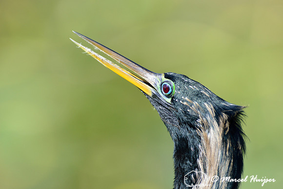 Anhinga (Anhinga anhinga), Everglades, Florida, USA