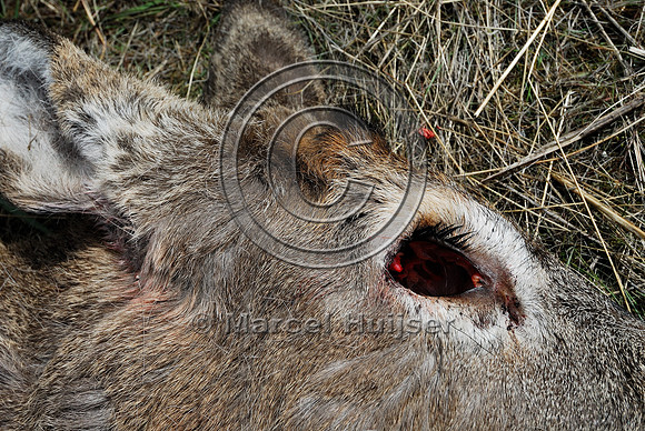 White-tailed deer roadkill, US Hwy 93, near Darby, Montana, USA