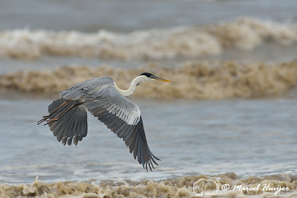 Cocoi heron (Ardea cocoi), South Atlantic Ocean coast at  Lagoa do Peixe, Rio Grande do Sul, Brazil