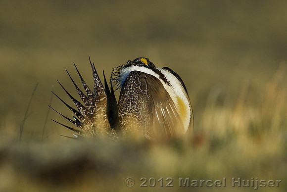 Male sage grouse (Centrocercus urophasianus) in a lek and displaying, near Bannack, Montana, USA