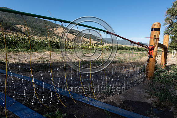 Installing electric fence and gates at a melon field to keep bla