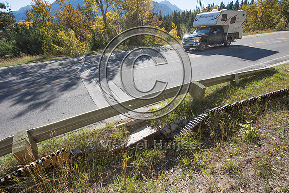 Barrier screens (fences) and culverts for long-toed salamander (
