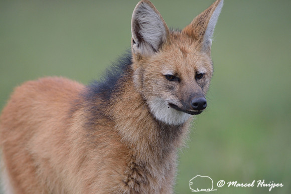 Maned wolf (Chrysocyon brachyurus), Parque Nacional da Serra da Canastra, Minas Gerais, Brazil