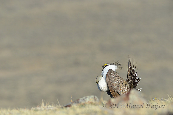 Sage grouse (Centrocercus urophasianus) in lek, Montana, USA. Near threatened (IUCN, 2013).