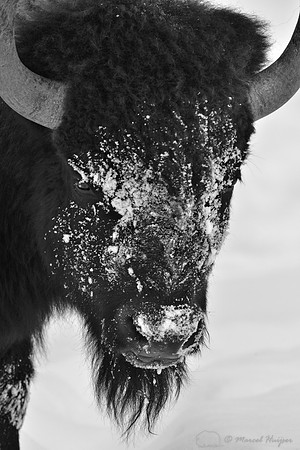 Bison (Bison bison) moving head side to side to move snow to access vegetation under the snow, Wyoming, USA