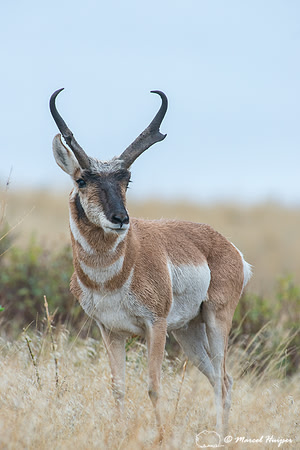 Pronghorn buck (Antilocapra americana), Montana, USA