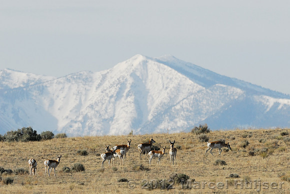 Pronghorn (Antilocapra americana) in sage brush and grassland with snow covered mountain, near Bannack, Montana, USA