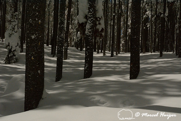 Moonlight shadows in snowy forest, Chief Joseph Pass, Montana, USA