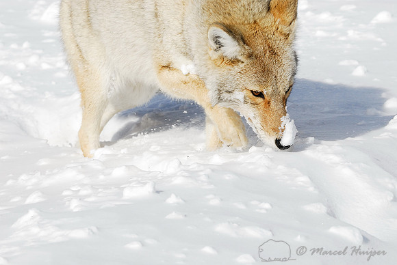 Coyote (Canis latrans) in the snow, Wyoming, USA