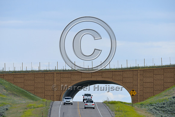 Wildlife overpass (west) for pronghorn (Antilocapra americana) (46 m (150 ft) wide), on the Path of the Pronghorn, Trapper’s Point, US Hwy 191, near Pinedale, Wyoming, USA