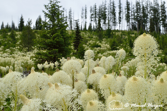 Beargrass (Xerophyllum tenax), Lolo Pass area, Idaho, USA
