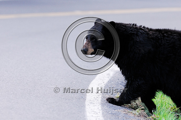 Black bear (Ursus americanus) crossing the road, WY