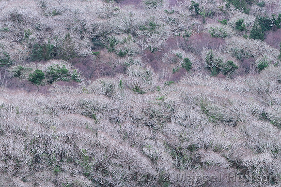 Oceanic sessile oak woodland in winter, Glengarriff Forest Nature Reserve, Ireland