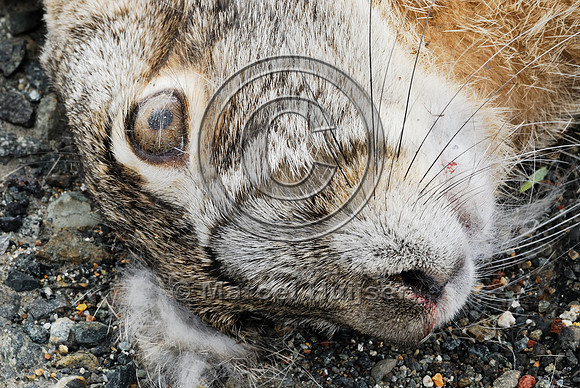 Black-tailed jackrabbit (Lepus californicus) roadkill, near Ft Jones, California, USA