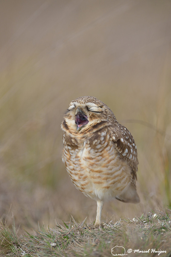 Burrowing owl (Athene cunicularia) yawning, Estação Experimental e a Estação Ecológica de Itirapina, São Paulo, Brazil