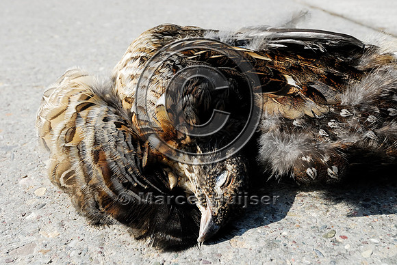 Ruffed grouse (Bonasa umbellus) roadkill, MT