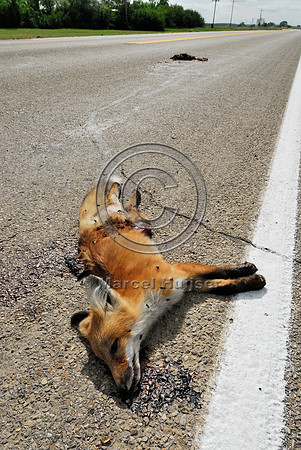 Two red fox (Vulpes vulpes) kits roadkill, Montana, USA