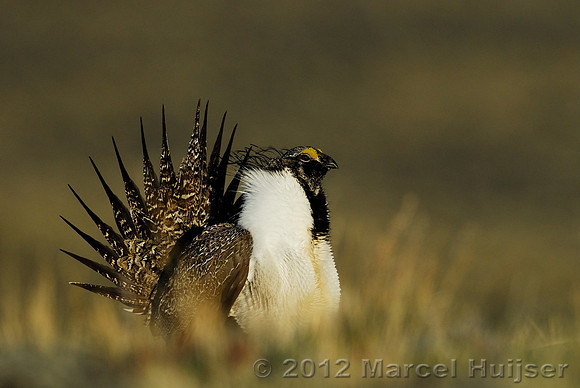 Male sage grouse (Centrocercus urophasianus) in a lek and displaying, near Bannack, Montana, USA