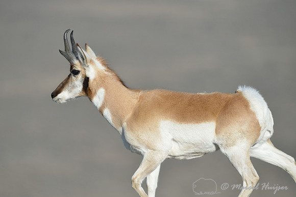 Pronghorn (Antilocapra americana), Montana, USA
