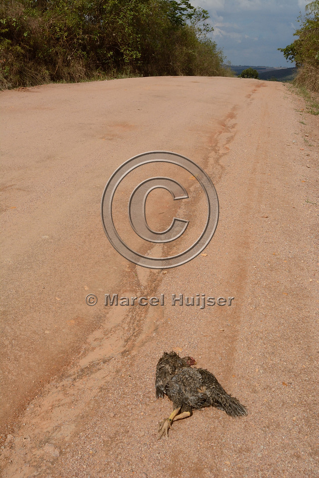 Chicken roadkill, near São José do Barreiro, Parque Nacional da Serra da Canastra, Minas Gerais, Brazil