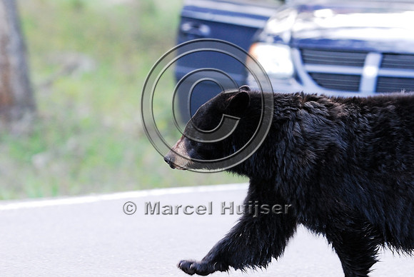 Black bear (Ursus americanus) crossing the road, WY