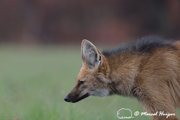 Maned wolf (Chrysocyon brachyurus), Parque Nacional da Serra da Canastra, Minas Gerais, Brazil