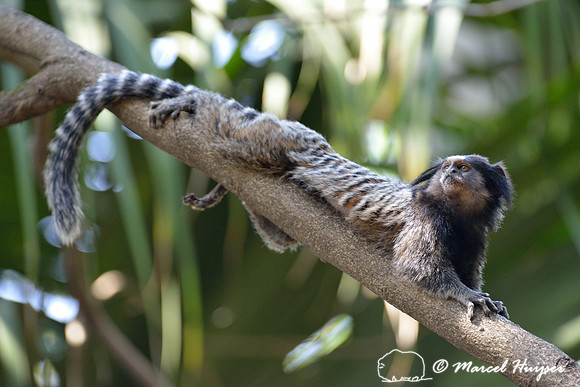 Black-pencilled marmoset (Callithrix penicillata), ESALQ campus, Piracicaba, São Paulo, Brazil