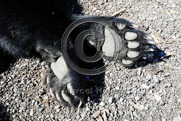 Black bear (Ursus americanus) roadkill at wildlife composting facility, Montana